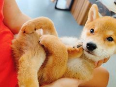 -柴源莊·柴小宠柴犬咖啡