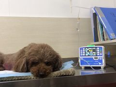 -喜多萌中农锦绣动物医院24H·猫科·牙科MRI·CT