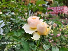 -深圳市中科院仙湖植物园