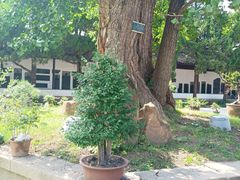 -苏州文庙(姑苏区)