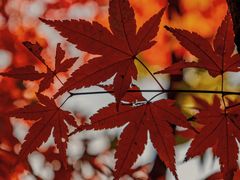 -秋霞圃
