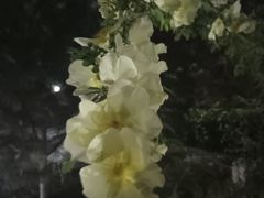 -莲湖公园