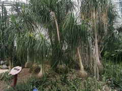 -南山植物园