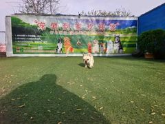 -宠物寄养训练学校