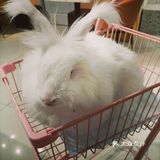 我是一只可爱的兔兔