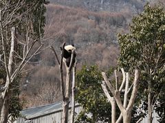 -卧龙中华大熊猫苑神树坪基地