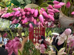 -溪岸路花鸟市场