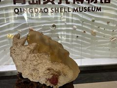 -青岛贝壳博物馆