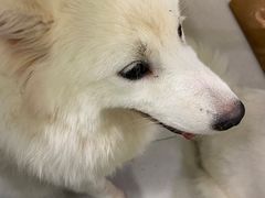-安格丽娜·狗咖·猫咖羊驼咖(春熙路百盛商场店)