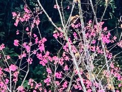 -梅州雁山湖国际花园度假区