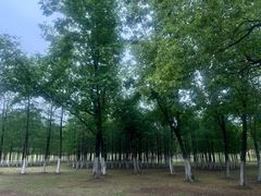 -滨湖塘西河公园