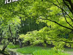 -上海共青森林公园