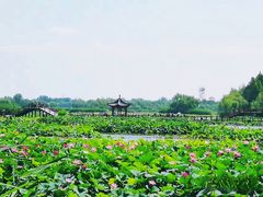 -白洋淀风景区