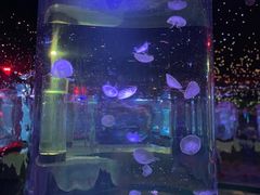 -太奥幻太奇海洋馆
