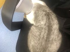 -美联众合动物医院(·中兽医·疑难杂症·严家桥分院)