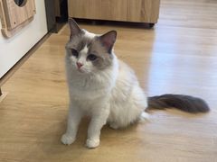 -有喵·猫咖·狗咖·40+猫狗有小奶狗(岗厦店)