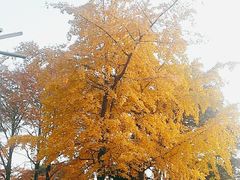 -八大关景区