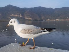 -海埂大坝
