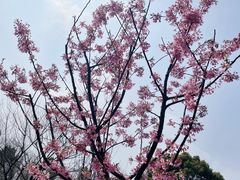 -顾村公园