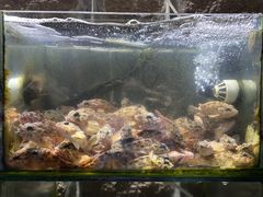 -阿军排档·烧烤