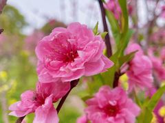 -南汇桃花村