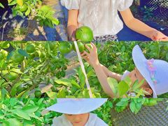 -前小桔亲子创意农场·草莓采摘·露营烧烤