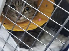 -伟伟宠物医院·CT影像中心·瑞派犬猫综合性门诊(汉口总院)
