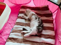 -李小姐の猫咖啡馆(五角场店)