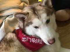 -Husky Go! 哈士奇体验馆·宠物咖啡厅狗咖
