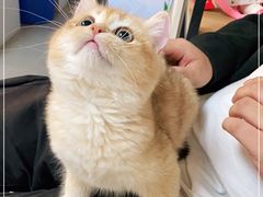 -lincat·猫舍(广州店)