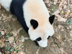 -都江堰中华大熊猫苑