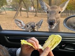 -秦皇岛野生动物园