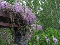 -永定河休闲森林公园