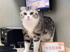 -伟伟宠物医院·瑞派猫友好医院·猫科(光谷店)