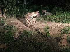 -清迈夜间动物园