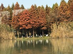 -溱湖国家湿地公园