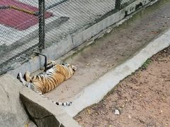 -深圳野生动物园