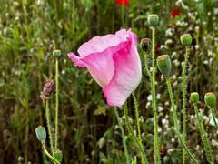 -春花秋色城市公园