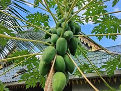 -西双版纳傣族园