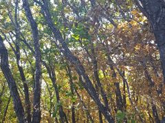 -帽儿山国家森林公园