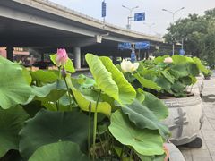 -蝎王府羊蝎子(北大地店)