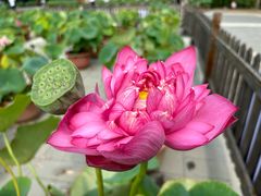 -莲花池公园