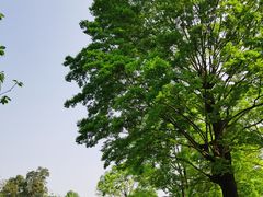 -秀丽东方