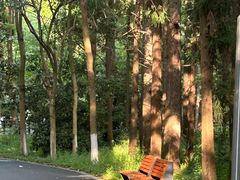 -东平国家森林公园