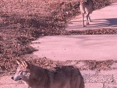 -秦皇岛野生动物园