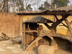 -上海野生动物园