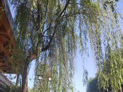 -西安曲江寒窑遗址公园