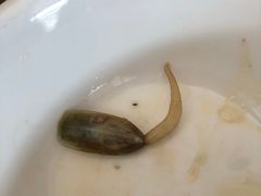 -霞海鸭仔饭店(海滨大道北店)