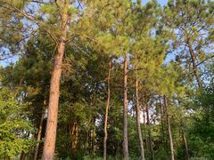 -昆山城市生态森林公园