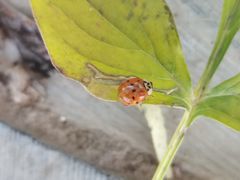 -石家庄市植物园